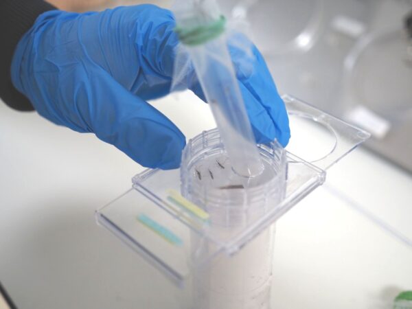 Hand in blue latex glove in upper left quadrant of photo transferring mosquitoes from a tube into the WHO tube test container. Three mosquitoes are shown on the left side of the WHO tube.
