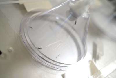 Image of the transparent cone of a cone bioassay against a white board with the narrow opening of the cone in the upper right quadrant plugged with a cotton ball. Five mosquitoes rest on the inside of the walls of the cone.